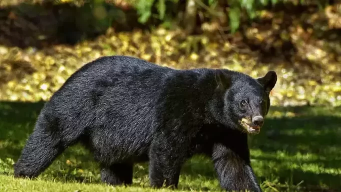 At Rajgarh, a bear attacked and wounded a man