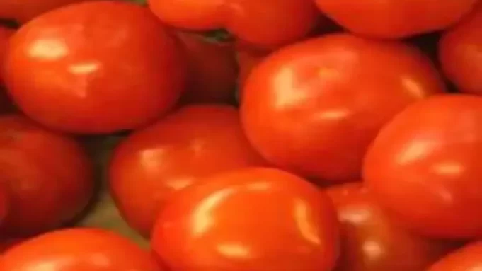 As the price drops to Rs 3/kg, Andhra farmers throw their tomatoes out in the open
