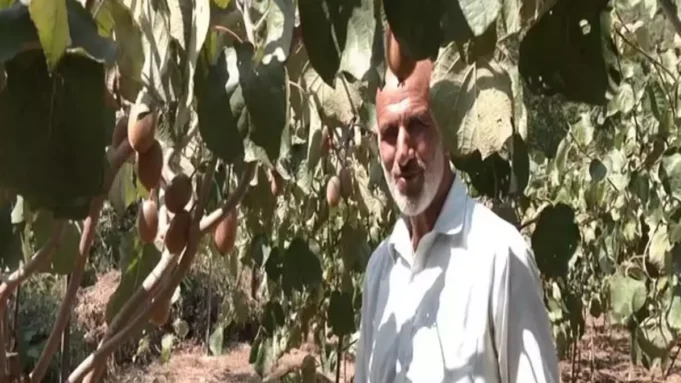 In Udhampur, a 60-year-old farmer is doing well cultivating Kiwis